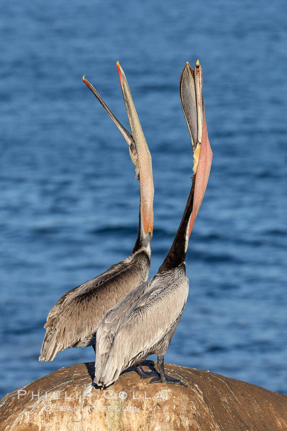 Two California Brown Pelicans performing a perfectly synchronous simultaneous head throw. Both display classic winter breeding plumage. Set against the Pacific Ocean, Pelecanus occidentalis, Pelecanus occidentalis californicus, La Jolla