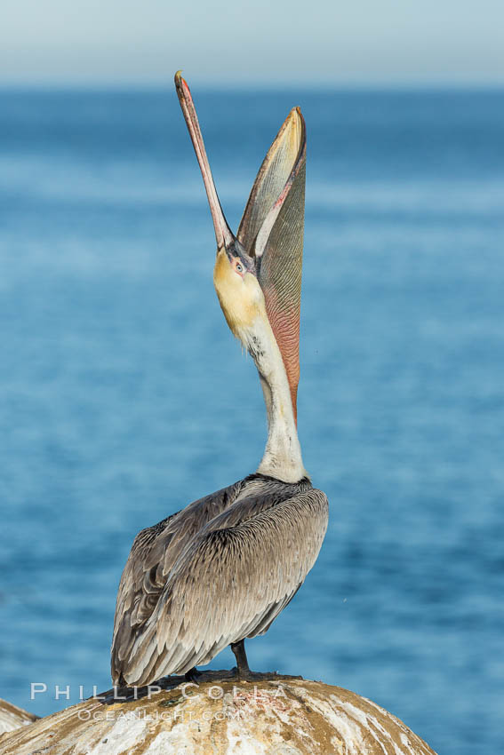 California Brown Pelican head throw, stretching its throat to keep it flexible and healthy. Note the winter mating plumage, olive and red throat, yellow head. La Jolla, USA, Pelecanus occidentalis, Pelecanus occidentalis californicus, natural history stock photograph, photo id 30327