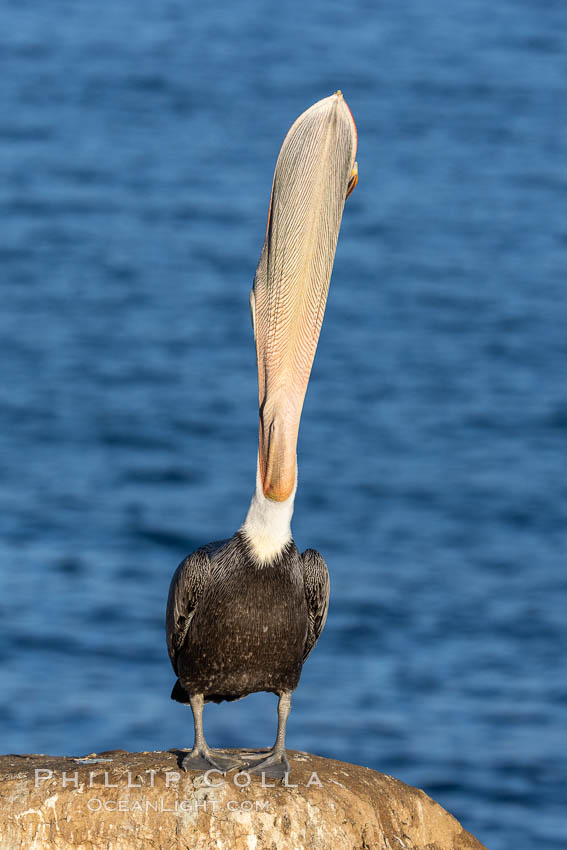 California Brown Pelican head throw, stretching its throat to keep it flexible and healthy. Note the winter mating plumage, olive and red throat, yellow head. La Jolla, USA, Pelecanus occidentalis, Pelecanus occidentalis californicus, natural history stock photograph, photo id 37563