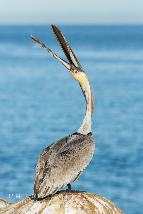 California Brown Pelican head throw, stretching its throat to keep it flexible and healthy. Note the winter mating plumage, olive and red throat, yellow head. La Jolla, USA, Pelecanus occidentalis, Pelecanus occidentalis californicus, natural history stock photograph, photo id 30329