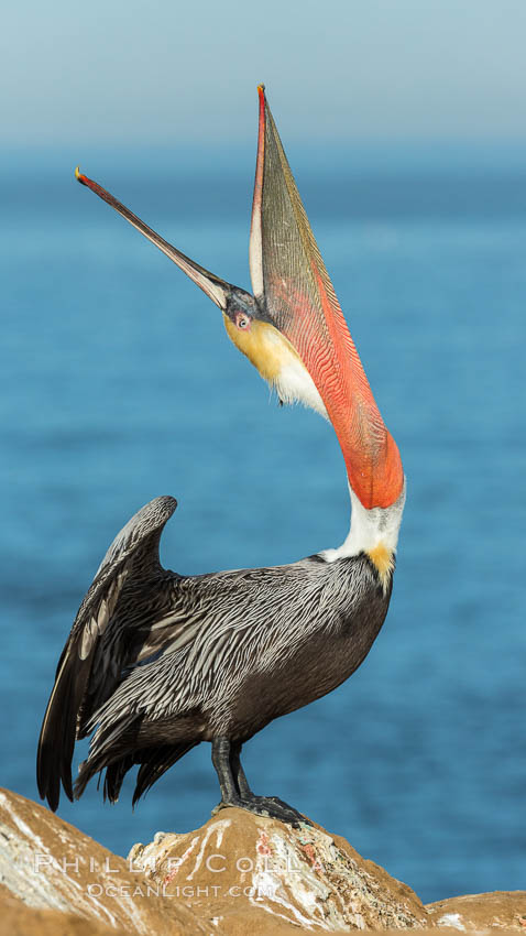 California Brown Pelican head throw, stretching its throat to keep it flexible and healthy. Note the winter mating plumage, olive and red throat, yellow head. La Jolla, USA, Pelecanus occidentalis, Pelecanus occidentalis californicus, natural history stock photograph, photo id 30337