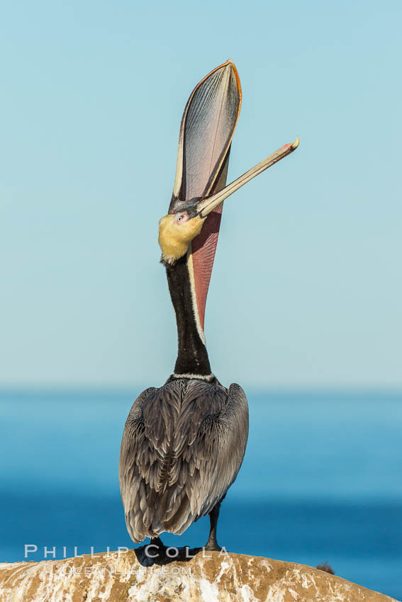 California Brown Pelican head throw, stretching its throat to keep it flexible and healthy. Note the winter mating plumage, olive and red throat, yellow head. La Jolla, USA, Pelecanus occidentalis, Pelecanus occidentalis californicus, natural history stock photograph, photo id 30449