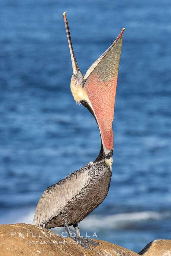 California Brown Pelican head throw, stretching its throat to keep it flexible and healthy. Note the winter mating plumage, olive and red throat, yellow head. La Jolla, USA, Pelecanus occidentalis, Pelecanus occidentalis californicus, natural history stock photograph, photo id 37609