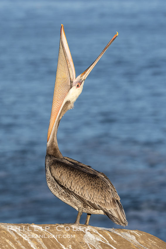 California Brown Pelican Head Throw, Pelecanus occidentalis. La Jolla, USA, Pelecanus occidentalis, Pelecanus occidentalis californicus, natural history stock photograph, photo id 38840