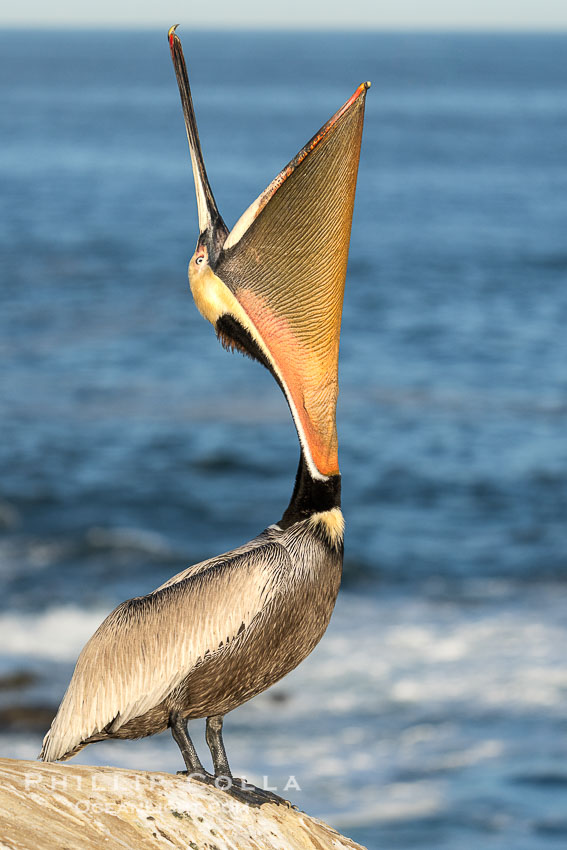 California Brown Pelican head throw, stretching its throat to keep it flexible and healthy, winter adult mating plumage, Pelecanus occidentalis, Pelecanus occidentalis californicus, La Jolla