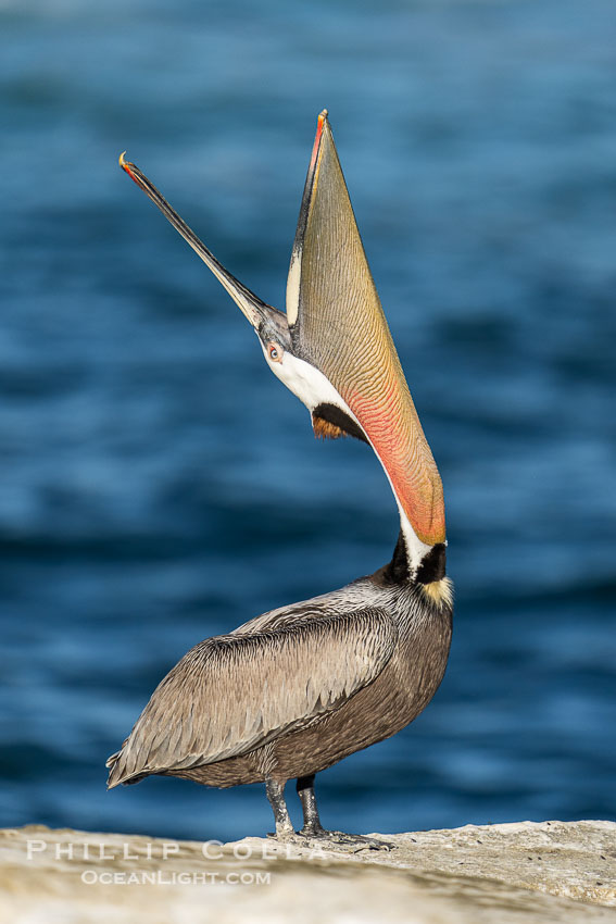 California Brown Pelican head throw, stretching its throat to keep it flexible and healthy, winter adult mating plumage, Pelecanus occidentalis, Pelecanus occidentalis californicus, La Jolla