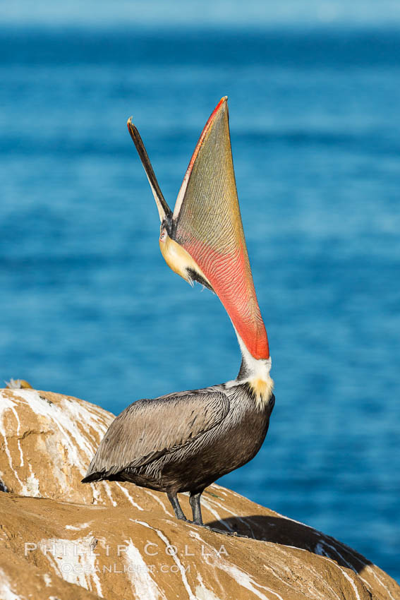 California Brown Pelican head throw, stretching its throat to keep it flexible and healthy. La Jolla, USA, Pelecanus occidentalis, Pelecanus occidentalis californicus, natural history stock photograph, photo id 30284