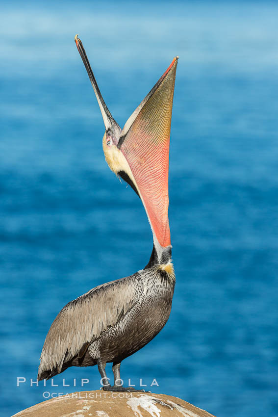 California Brown Pelican head throw, stretching its throat to keep it flexible and healthy. La Jolla, USA, Pelecanus occidentalis, Pelecanus occidentalis californicus, natural history stock photograph, photo id 30304