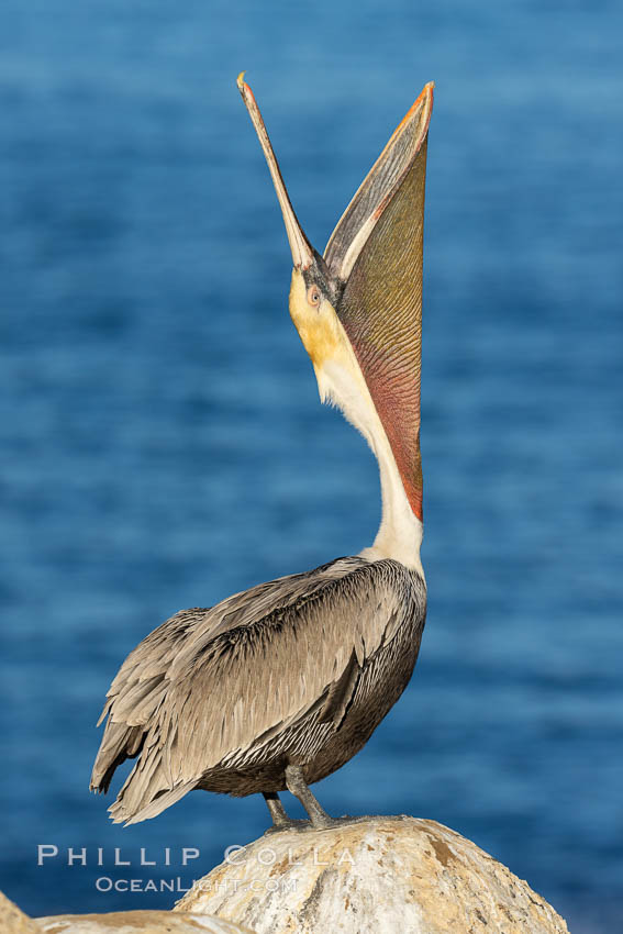 California Brown Pelican head throw, stretching its throat to keep it flexible and healthy, Pelecanus occidentalis californicus, Pelecanus occidentalis