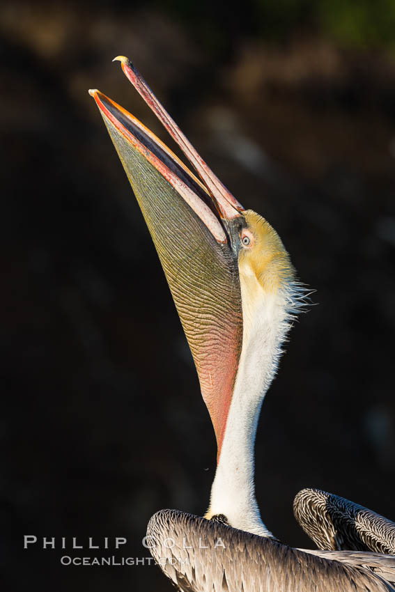 California Brown Pelican head throw, stretching its throat to keep it flexible and healthy. La Jolla, USA, Pelecanus occidentalis, Pelecanus occidentalis californicus, natural history stock photograph, photo id 30175