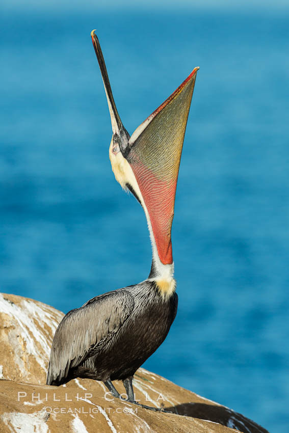 California Brown Pelican head throw, stretching its throat to keep it flexible and healthy, Pelecanus occidentalis, Pelecanus occidentalis californicus, La Jolla