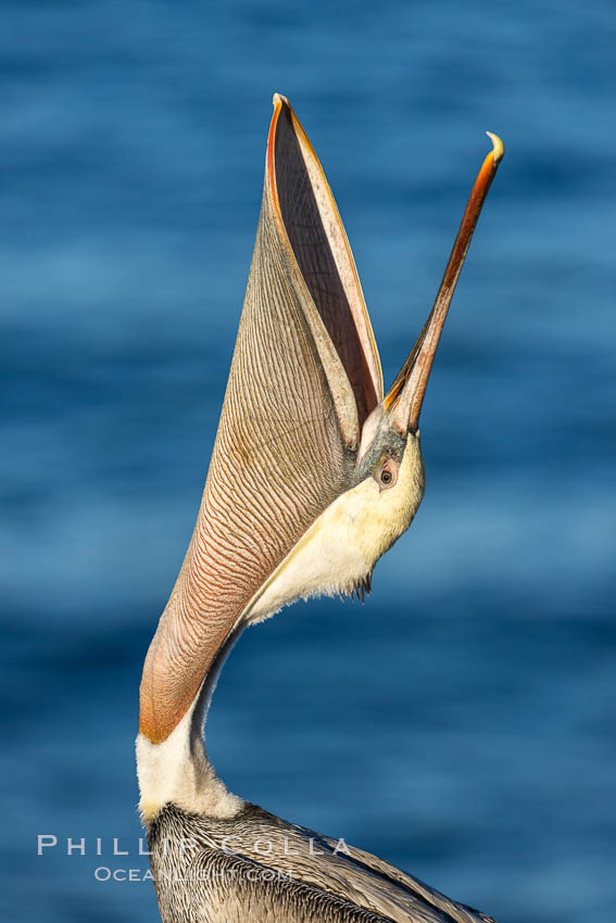 California Brown Pelican head throw, stretching its throat to keep it flexible and healthy., Pelecanus occidentalis, Pelecanus occidentalis californicus, natural history stock photograph, photo id 37439