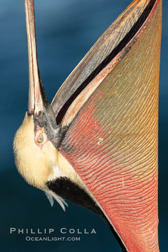 California Brown Pelican head throw, stretching its throat to keep it flexible and healthy. Note the winter mating plumage, olive and red throat, yellow head