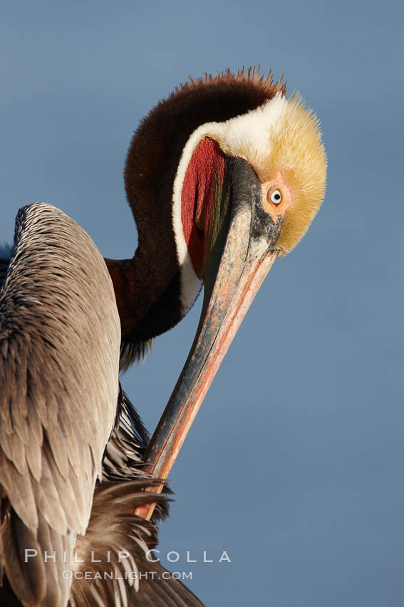 Brown pelican preening, cleaning its feathers after foraging on the ocean, with distinctive winter breeding plumage with distinctive dark brown nape, yellow head feathers and red gular throat pouch. La Jolla, California, USA, Pelecanus occidentalis, Pelecanus occidentalis californicus, natural history stock photograph, photo id 22534