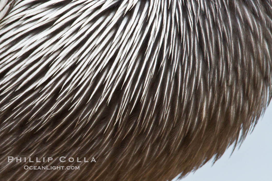 California brown pelican breast feather detail., Pelecanus occidentalis, Pelecanus occidentalis californicus, natural history stock photograph, photo id 27266