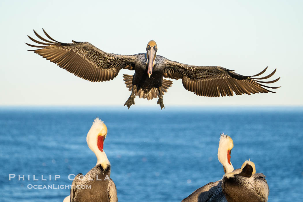 California brown pelican landing in a crowded colony, adult winter non-breeding plumage, wings spread wide to slow before landing, Pelecanus occidentalis, Pelecanus occidentalis californicus, La Jolla