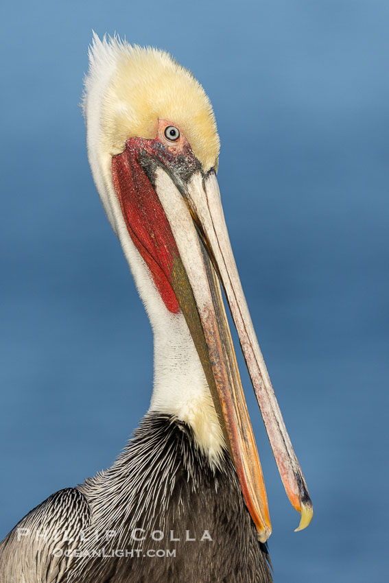 California Brown Pelican Non-Breeding Portrait. La Jolla, USA, Pelecanus occidentalis, Pelecanus occidentalis californicus, natural history stock photograph, photo id 38592