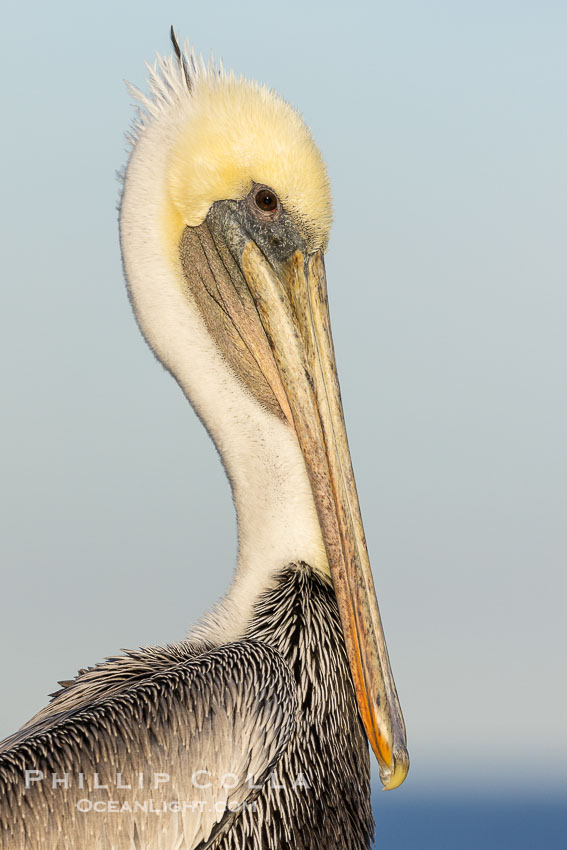 California Brown Pelican Non-Breeding Portrait. La Jolla, USA, Pelecanus occidentalis, Pelecanus occidentalis californicus, natural history stock photograph, photo id 38609