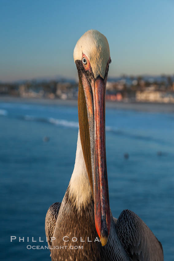 California brown pelican on Oceanside Pier, sitting on the pier railing, sunset, winter. USA, Pelecanus occidentalis, Pelecanus occidentalis californicus, natural history stock photograph, photo id 27602