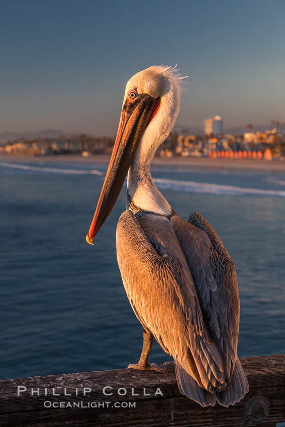 California brown pelican on Oceanside Pier, sitting on the pier railing, sunset, winter. USA, Pelecanus occidentalis, Pelecanus occidentalis californicus, natural history stock photograph, photo id 27607