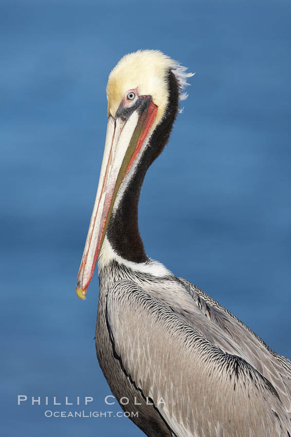 Brown pelican, winter plumage, showing bright red gular pouch and dark brown hindneck colors of breeding adults.  This large seabird has a wingspan over 7 feet wide. The California race of the brown pelican holds endangered species status, due largely to predation in the early 1900s and to decades of poor reproduction caused by DDT poisoning. La Jolla, USA, Pelecanus occidentalis, Pelecanus occidentalis californicus, natural history stock photograph, photo id 20082
