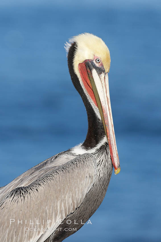 Brown pelican, winter plumage, showing bright red gular pouch and dark brown hindneck colors of breeding adults.  This large seabird has a wingspan over 7 feet wide. The California race of the brown pelican holds endangered species status, due largely to predation in the early 1900s and to decades of poor reproduction caused by DDT poisoning. La Jolla, USA, Pelecanus occidentalis, Pelecanus occidentalis californicus, natural history stock photograph, photo id 20086