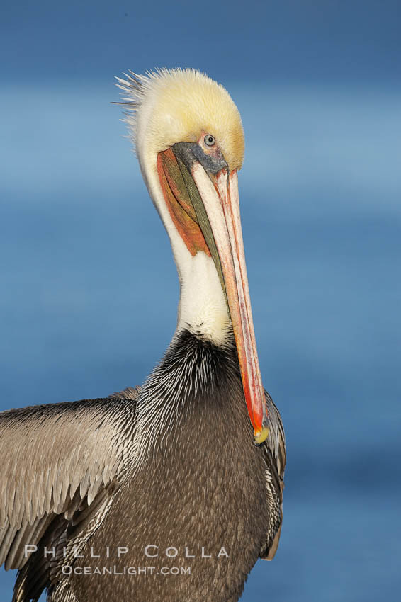 Brown pelican, non-breeding winter plumage.  This large seabird has a wingspan over 7 feet wide. The California race of the brown pelican holds endangered species status, due largely to predation in the early 1900s and to decades of poor reproduction caused by DDT poisoning.  Adult winter non-breeding plumage showing white hindneck and red gular throat pouch. La Jolla, USA, Pelecanus occidentalis, Pelecanus occidentalis californicus, natural history stock photograph, photo id 20090