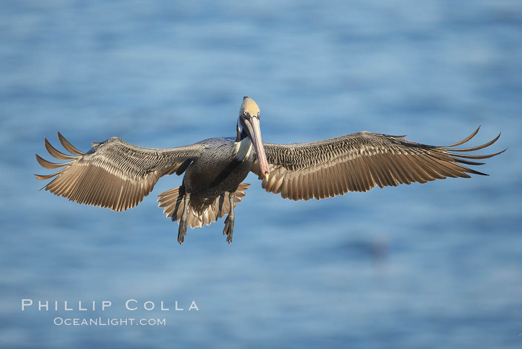 California brown pelican spreads its wings wide as it slows before landing on seacliffs. La Jolla, USA, Pelecanus occidentalis, Pelecanus occidentalis californicus, natural history stock photograph, photo id 20278