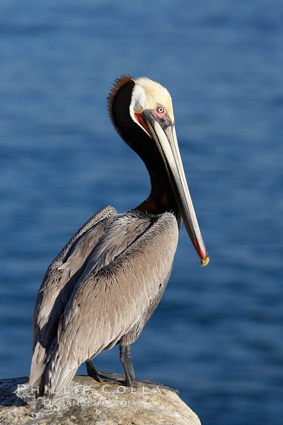 Brown pelican portrait, displaying winter breeding plumage with distinctive dark brown nape, yellow head feathers and red gular throat pouch., Pelecanus occidentalis, Pelecanus occidentalis californicus, natural history stock photograph, photo id 20282