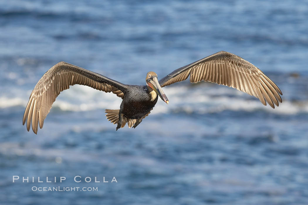 California brown pelican spreads its wings wide as it slows before landing on seacliffs. La Jolla, USA, Pelecanus occidentalis, Pelecanus occidentalis californicus, natural history stock photograph, photo id 20298