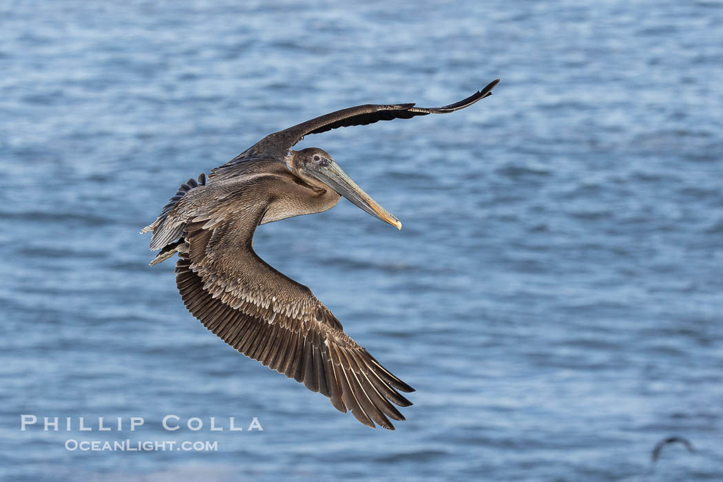 California Brown Pelican in flight, soaring over the Pacific Ocean, Pelecanus occidentalis. La Jolla, USA, Pelecanus occidentalis, Pelecanus occidentalis californicus, natural history stock photograph, photo id 38850