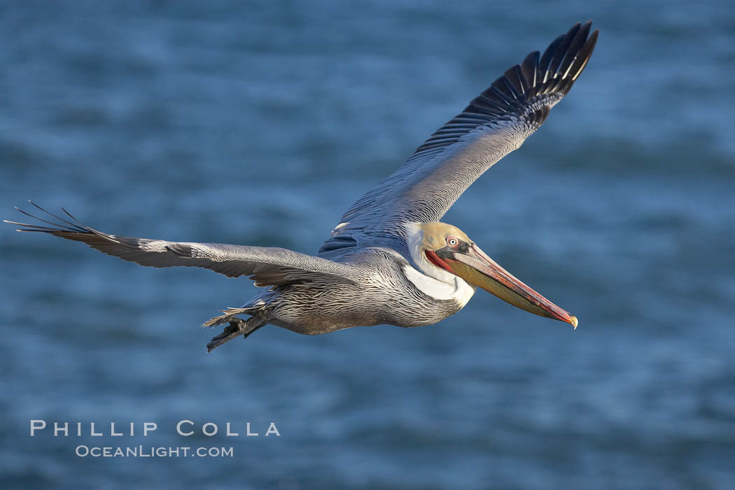 California brown pelican in flight, soaring over the ocean with its huge wings outstretched.  The wingspan of the brown pelican can be over 7 feet wide. The California race of the brown pelican holds endangered species status.  Adult winter non-breeding plumage showing white hindneck and red gular throat pouch., Pelecanus occidentalis, Pelecanus occidentalis californicus, natural history stock photograph, photo id 20076