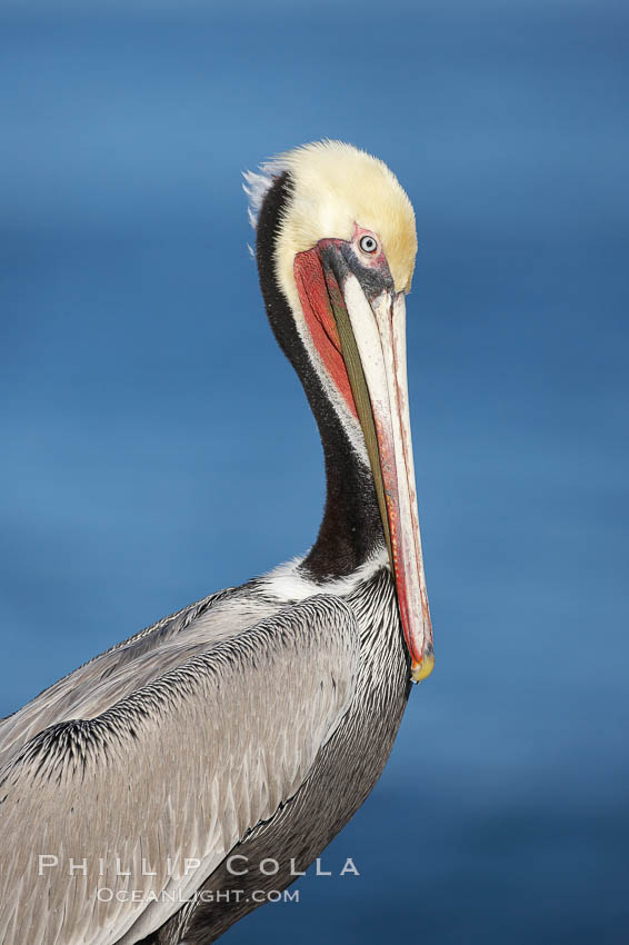 Brown pelican, winter plumage, showing bright red gular pouch and dark brown hindneck colors of breeding adults.  This large seabird has a wingspan over 7 feet wide. The California race of the brown pelican holds endangered species status, due largely to predation in the early 1900s and to decades of poor reproduction caused by DDT poisoning. La Jolla, USA, Pelecanus occidentalis, Pelecanus occidentalis californicus, natural history stock photograph, photo id 20075