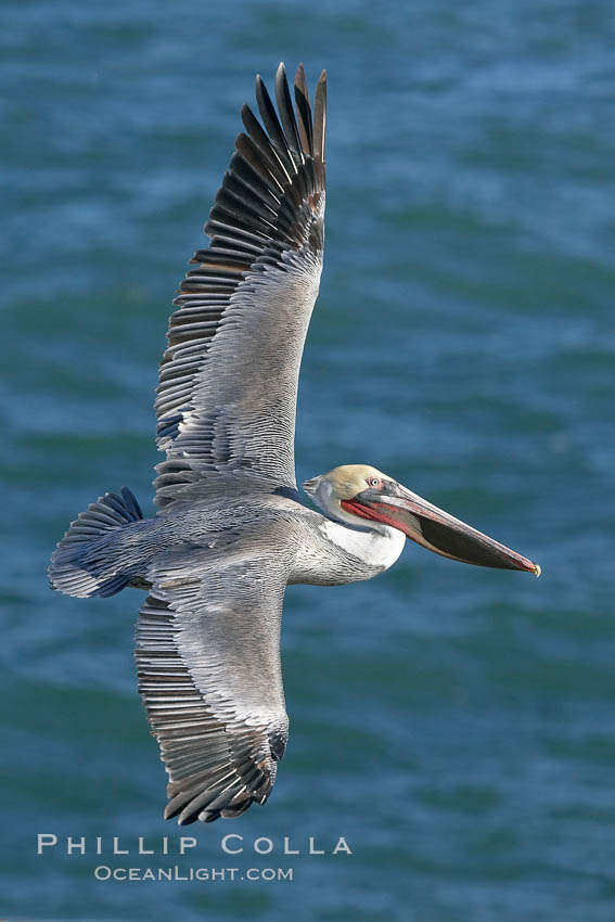 California brown pelican in flight, soaring over the ocean with its huge wings outstretched.  The wingspan of the brown pelican can be over 7 feet wide. The California race of the brown pelican holds endangered species status. La Jolla, USA, Pelecanus occidentalis, Pelecanus occidentalis californicus, natural history stock photograph, photo id 20079