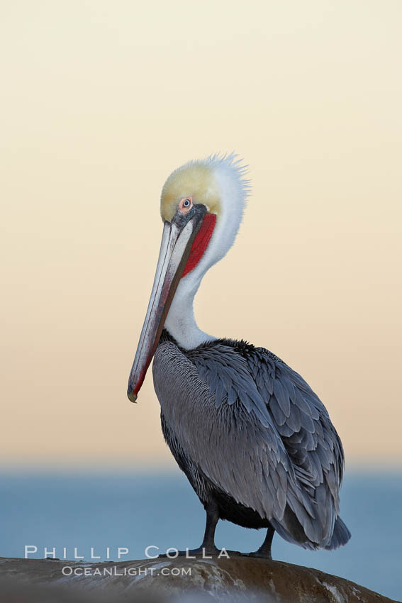 Brown pelican, non-breeding winter plumage.  This large seabird has a wingspan over 7 feet wide. The California race of the brown pelican holds endangered species status, due largely to predation in the early 1900s and to decades of poor reproduction caused by DDT poisoning. La Jolla, USA, Pelecanus occidentalis, Pelecanus occidentalis californicus, natural history stock photograph, photo id 20087