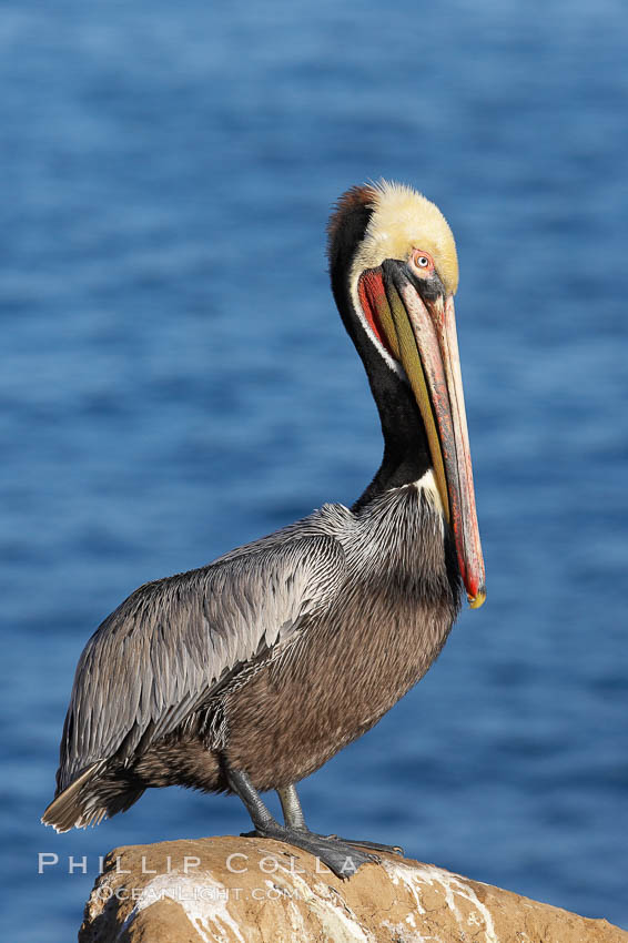 Brown pelican portrait, displaying winter breeding plumage with distinctive dark brown nape, yellow head feathers and red gular throat pouch. La Jolla, California, USA, Pelecanus occidentalis, Pelecanus occidentalis californicus, natural history stock photograph, photo id 20267