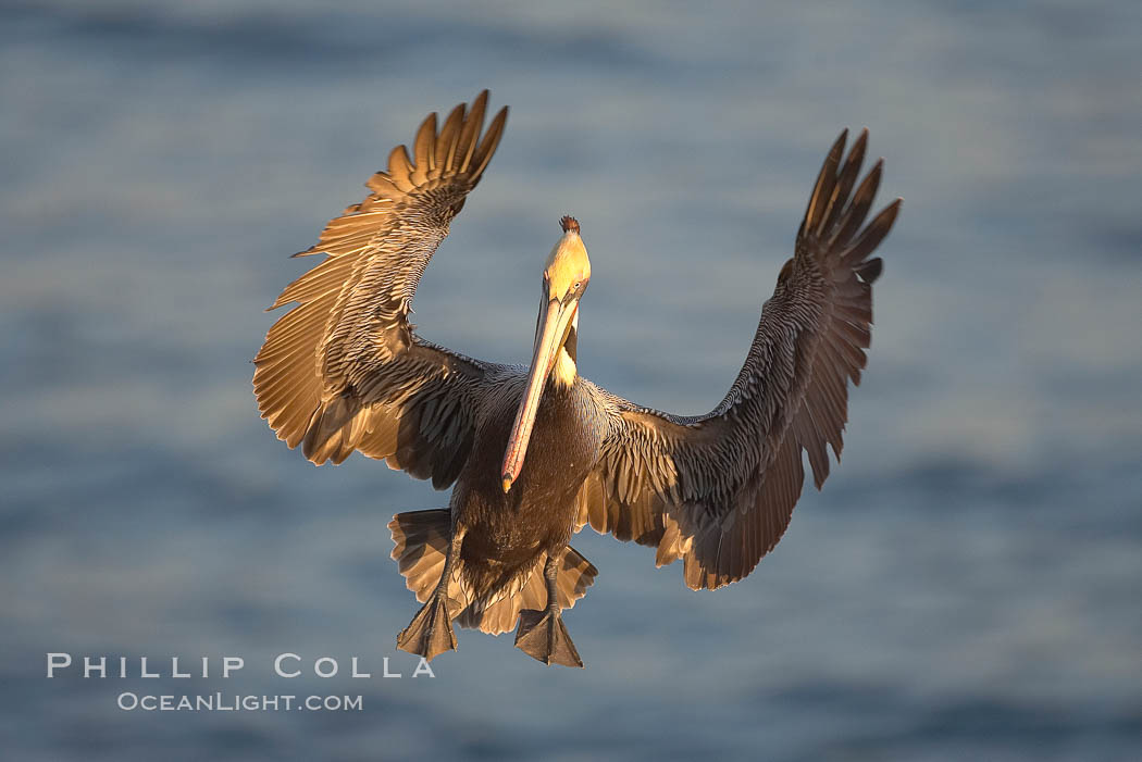 California brown pelican spreads its wings wide as it slows before landing on seacliffs. La Jolla, USA, Pelecanus occidentalis, Pelecanus occidentalis californicus, natural history stock photograph, photo id 20271