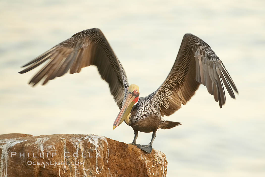 Brown pelican spreads its large wings as it balances on a perch above the ocean, early morning light, displaying adult winter plumage.  This large seabird has a wingspan over 7 feet wide. The California race of the brown pelican holds endangered species status, due largely to predation in the early 1900s and to decades of poor reproduction caused by DDT poisoning. La Jolla, USA, Pelecanus occidentalis, Pelecanus occidentalis californicus, natural history stock photograph, photo id 20283