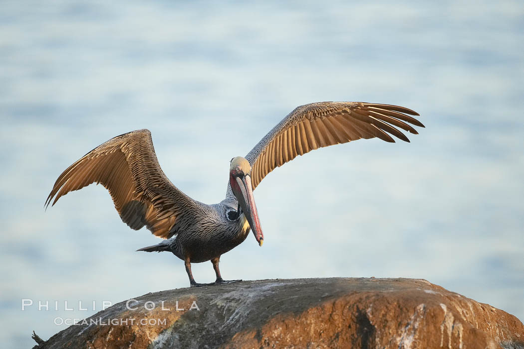Brown pelican spreads its large wings as it balances on a perch above the ocean, early morning light, displaying adult winter plumage.  This large seabird has a wingspan over 7 feet wide. The California race of the brown pelican holds endangered species status, due largely to predation in the early 1900s and to decades of poor reproduction caused by DDT poisoning. La Jolla, USA, Pelecanus occidentalis, Pelecanus occidentalis californicus, natural history stock photograph, photo id 20291