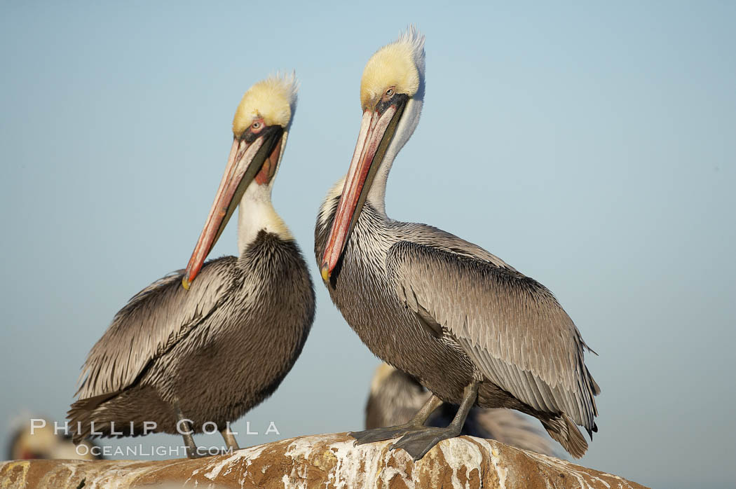Brown pelicans preening.  After wiping its long beak on the uropygial gland near the base of its tail, the pelican spreads the preen oil on feathers about its body, helping to keep them water resistant, an important protection for a bird that spends much of its life diving in the ocean for prey.  Adult winter non-breeding plumage showing white hindneck. La Jolla, California, USA, Pelecanus occidentalis, Pelecanus occidentalis californicus, natural history stock photograph, photo id 20089