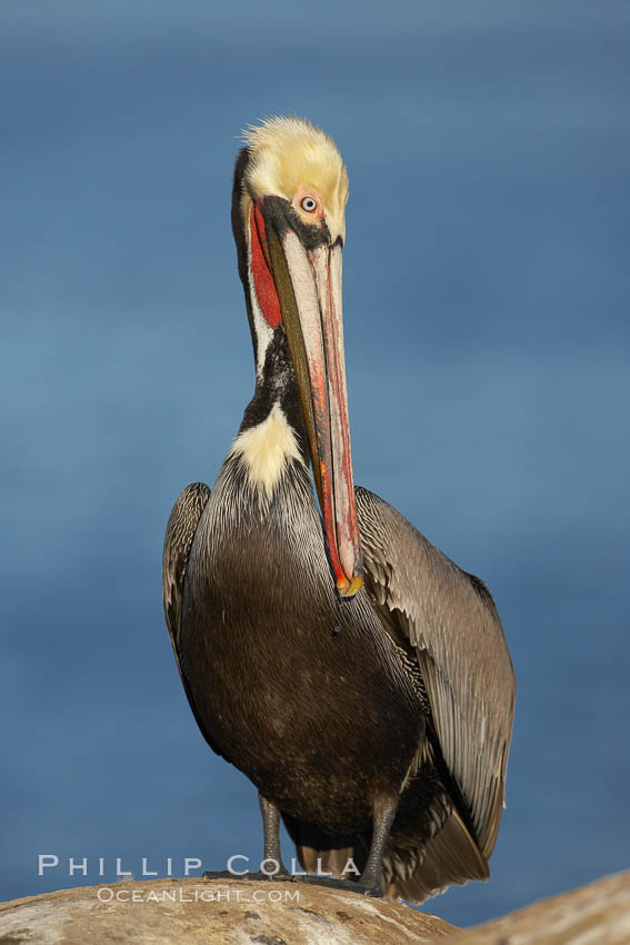 Brown pelican, winter plumage, showing bright red gular pouch and dark brown hindneck colors of breeding adults.  This large seabird has a wingspan over 7 feet wide. The California race of the brown pelican holds endangered species status, due largely to predation in the early 1900s and to decades of poor reproduction caused by DDT poisoning. La Jolla, USA, Pelecanus occidentalis, Pelecanus occidentalis californicus, natural history stock photograph, photo id 20097