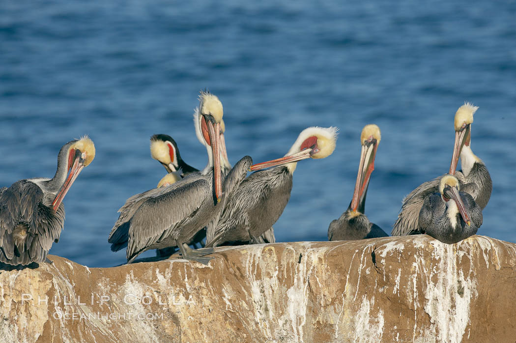 Brown pelican, non-breeding winter plumage.  This large seabird has a wingspan over 7 feet wide. The California race of the brown pelican holds endangered species status, due largely to predation in the early 1900s and to decades of poor reproduction caused by DDT poisoning. La Jolla, USA, Pelecanus occidentalis, Pelecanus occidentalis californicus, natural history stock photograph, photo id 20101