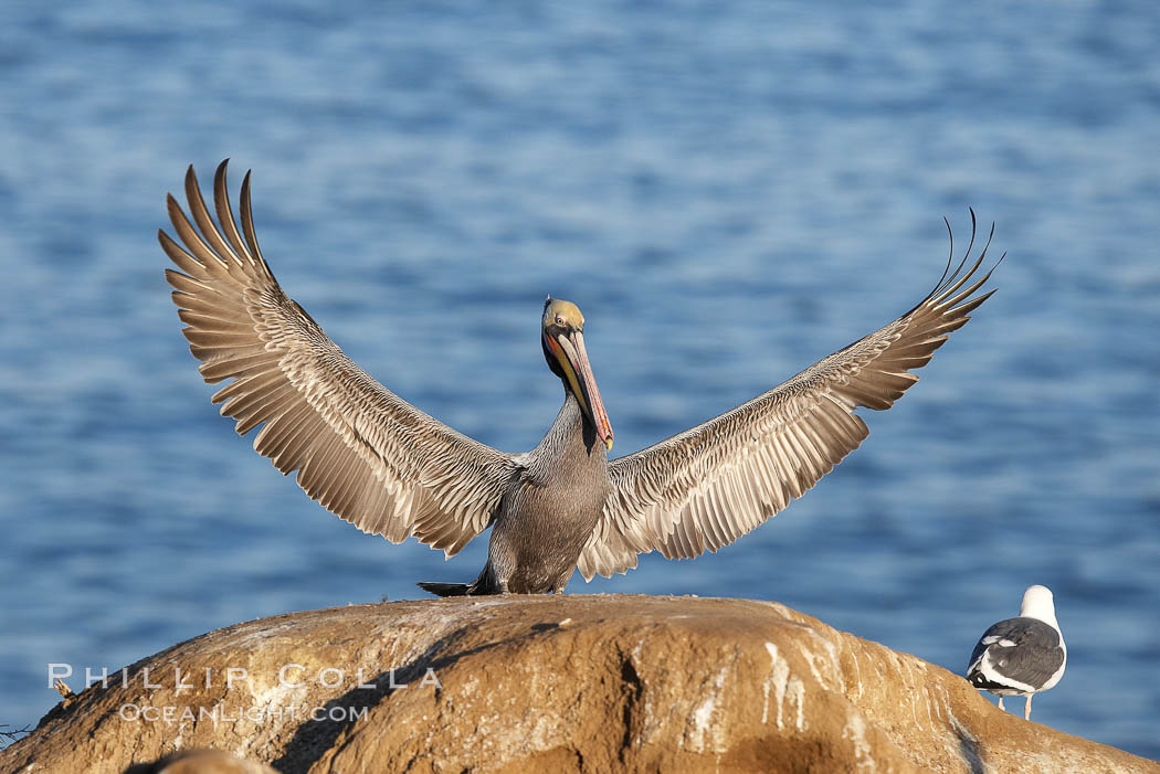 Brown pelican spreads its large wings as it balances on a perch above the ocean, displaying adult winter plumage.  This large seabird has a wingspan over 7 feet wide. The California race of the brown pelican holds endangered species status, due largely to predation in the early 1900s and to decades of poor reproduction caused by DDT poisoning. La Jolla, USA, Pelecanus occidentalis, Pelecanus occidentalis californicus, natural history stock photograph, photo id 20261