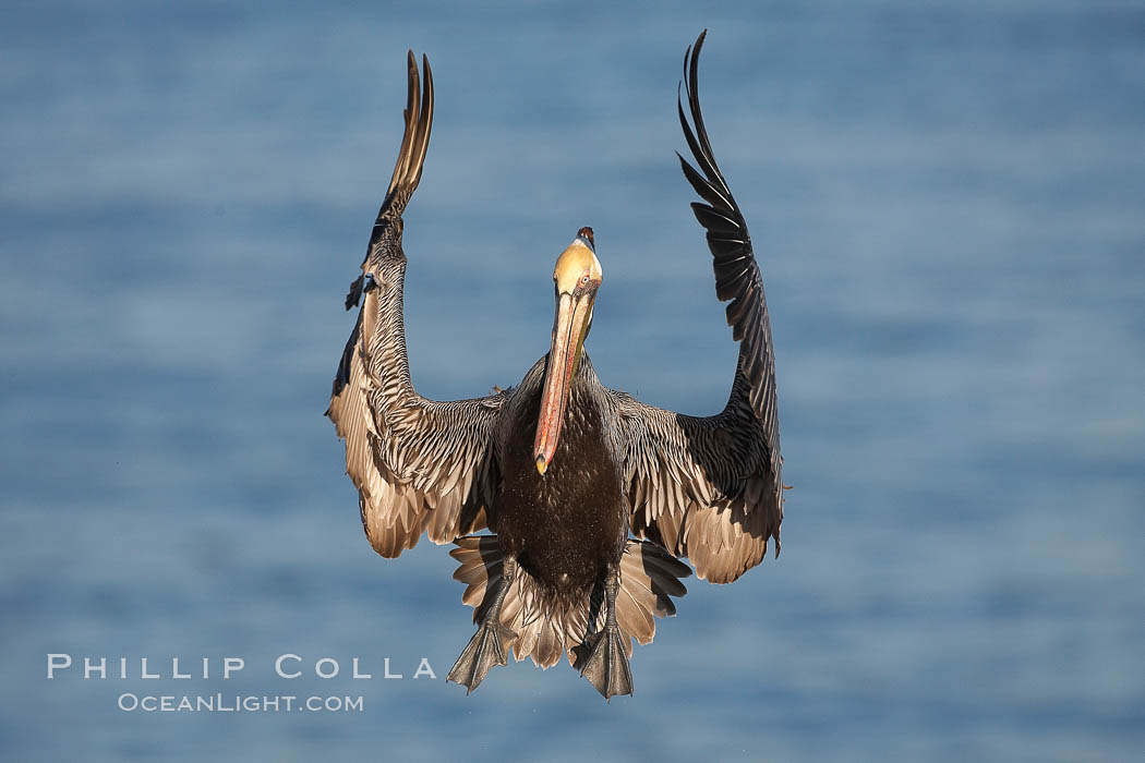 California brown pelican spreads its wings wide as it slows before landing on seacliffs. La Jolla, USA, Pelecanus occidentalis, Pelecanus occidentalis californicus, natural history stock photograph, photo id 20269