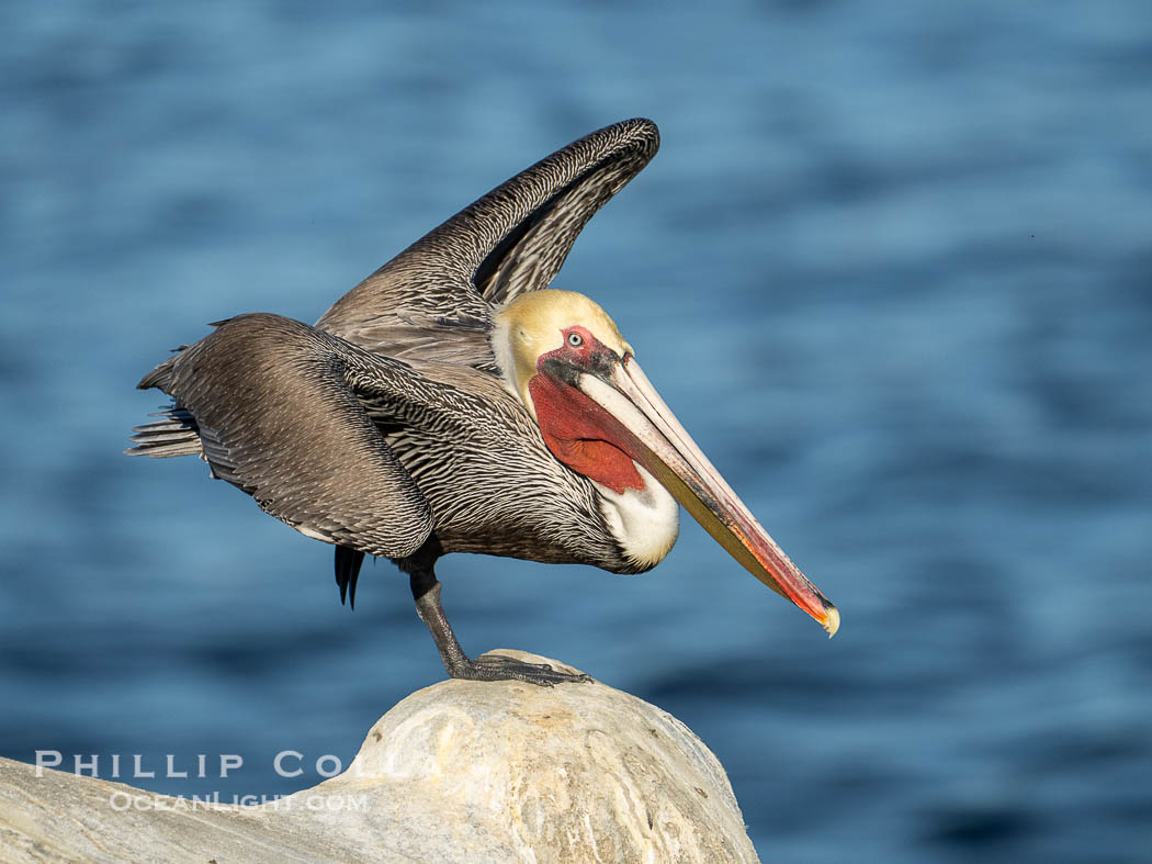 California Brown Pelican Performing Yoga Virabhadrasana Warrior 3 pose. La Jolla, USA, Pelecanus occidentalis, Pelecanus occidentalis californicus, natural history stock photograph, photo id 39839