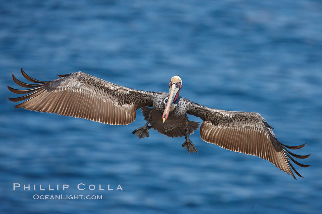 Brown pelican in flight, spreading its large wings wide to slow before landing on seacliffs. La Jolla, California, USA, Pelecanus occidentalis, Pelecanus occidentalis californicus, natural history stock photograph, photo id 22528