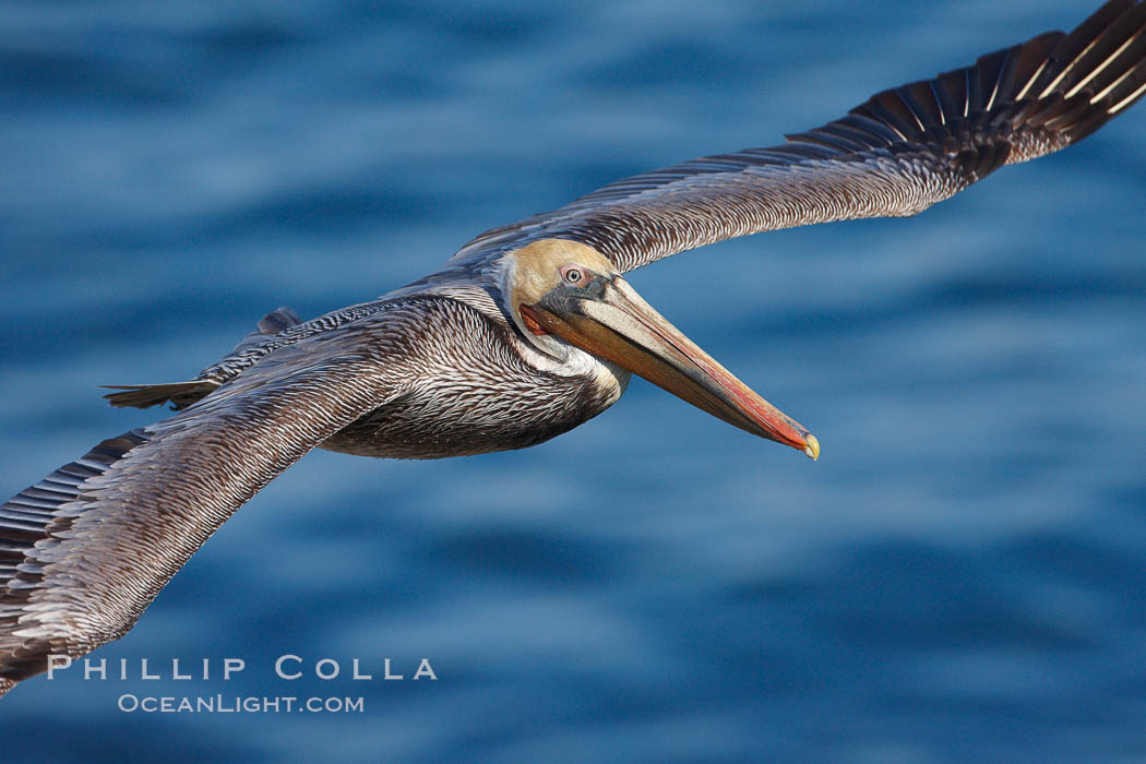 Brown pelican in flight. La Jolla, California, USA, Pelecanus occidentalis, Pelecanus occidentalis californicus, natural history stock photograph, photo id 22540