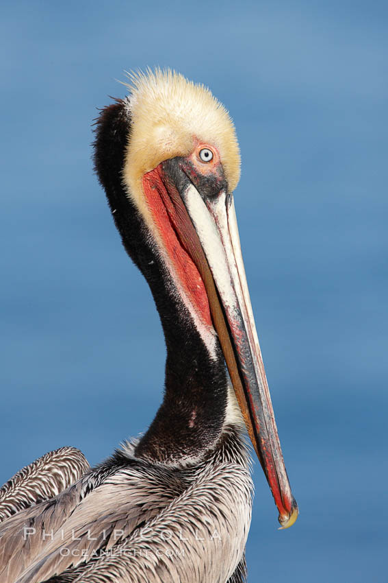 California brown pelican, Pelecanus occidentalis photo, La Jolla