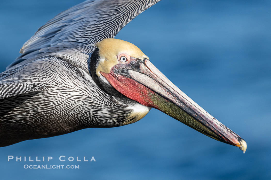 California brown pelican, adult winter breeding plumage., Pelecanus occidentalis, Pelecanus occidentalis californicus, natural history stock photograph, photo id 41451