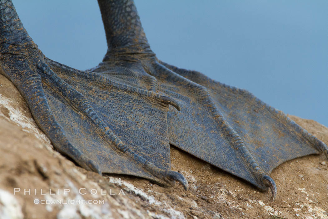 California brown pelican, foot webbing detail., Pelecanus occidentalis, Pelecanus occidentalis californicus, natural history stock photograph, photo id 27265
